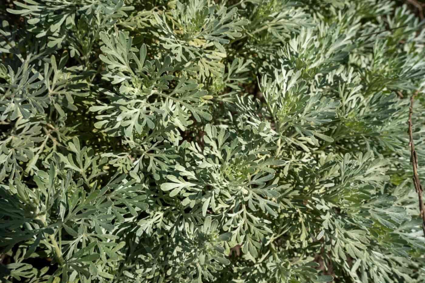 Grunde uden byggetilladelser til salg i Santa Cruz de Tenerife - € 215.000 (Ref: 6670018)