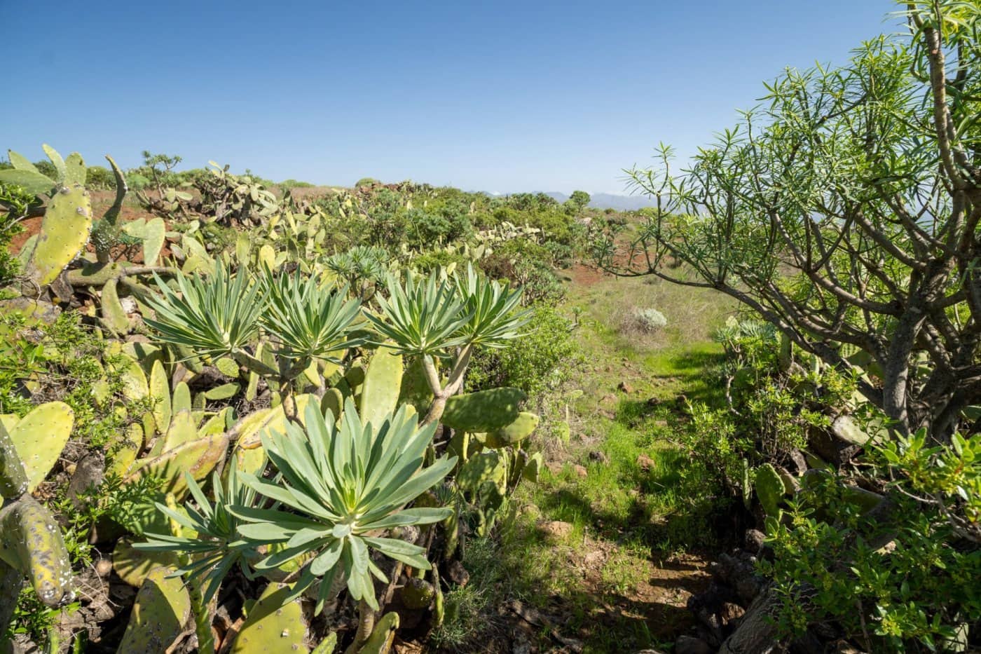 Grunde uden byggetilladelser til salg i Santa Cruz de Tenerife - € 215.000 (Ref: 6670018)