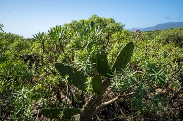 Undeveloped Land for sale in La Gallega, Santa Cruz de Tenerife - € 215,000 (Ref: 6670018)