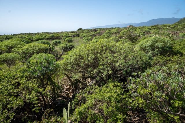 Undeveloped Land for sale in La Gallega, Santa Cruz de Tenerife - € 215,000 (Ref: 6670018)