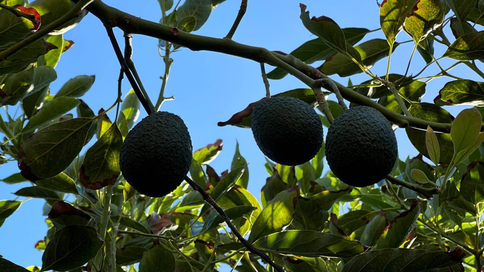 Byggegrund til salg i Brena Baja - € 1.200.000 (Ref: 7900106)