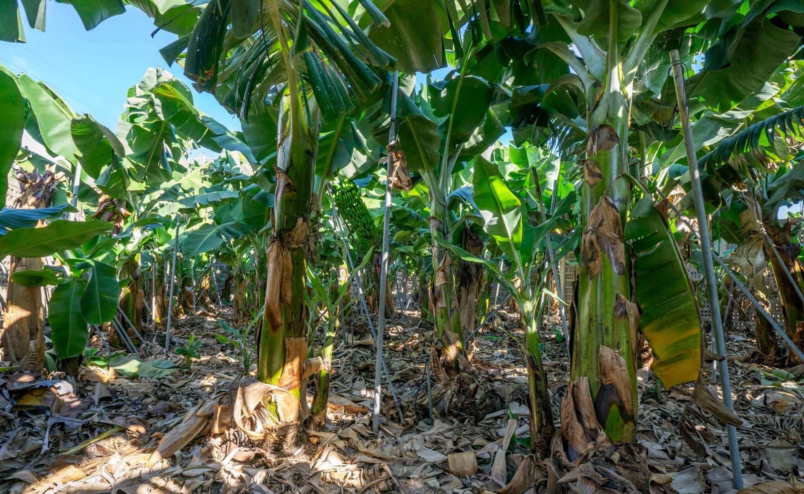 Byggegrund til salg i Brena Baja - € 1.200.000 (Ref: 7900106)