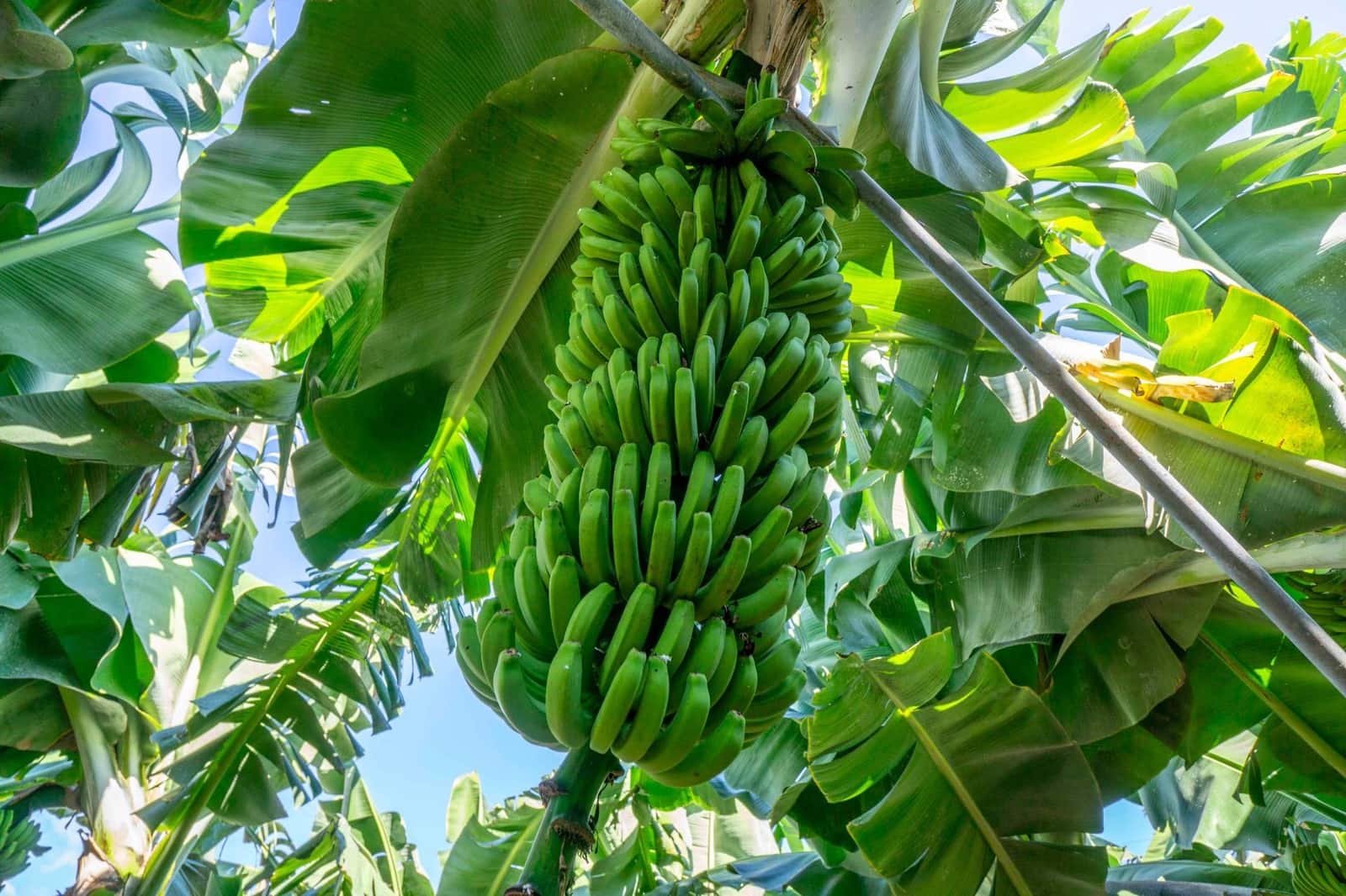 Byggegrund til salg i Brena Baja - € 1.200.000 (Ref: 7900106)