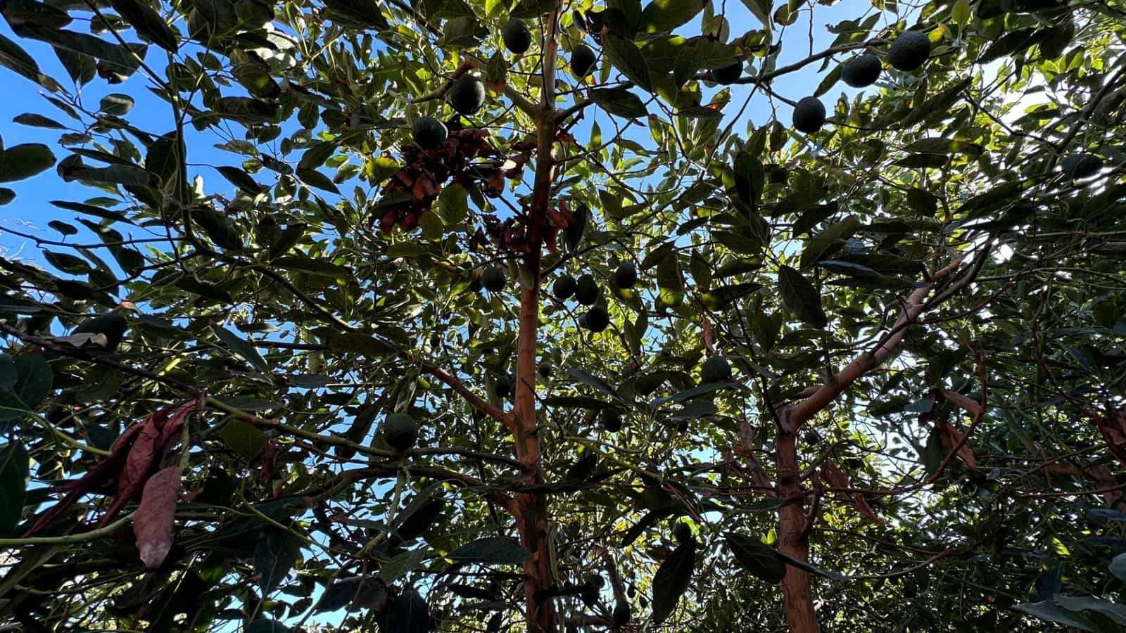 Byggegrund til salg i Brena Baja - € 1.200.000 (Ref: 7900106)