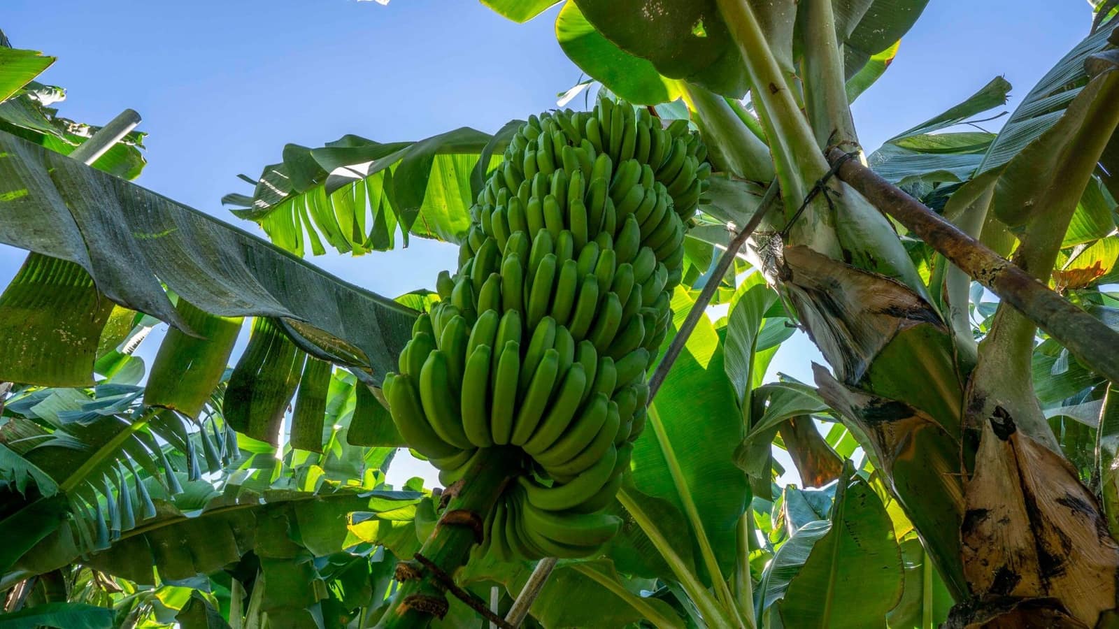 Działka budowlana na sprzedaż w Brena Baja - 999 000 € (Ref: 7900106)