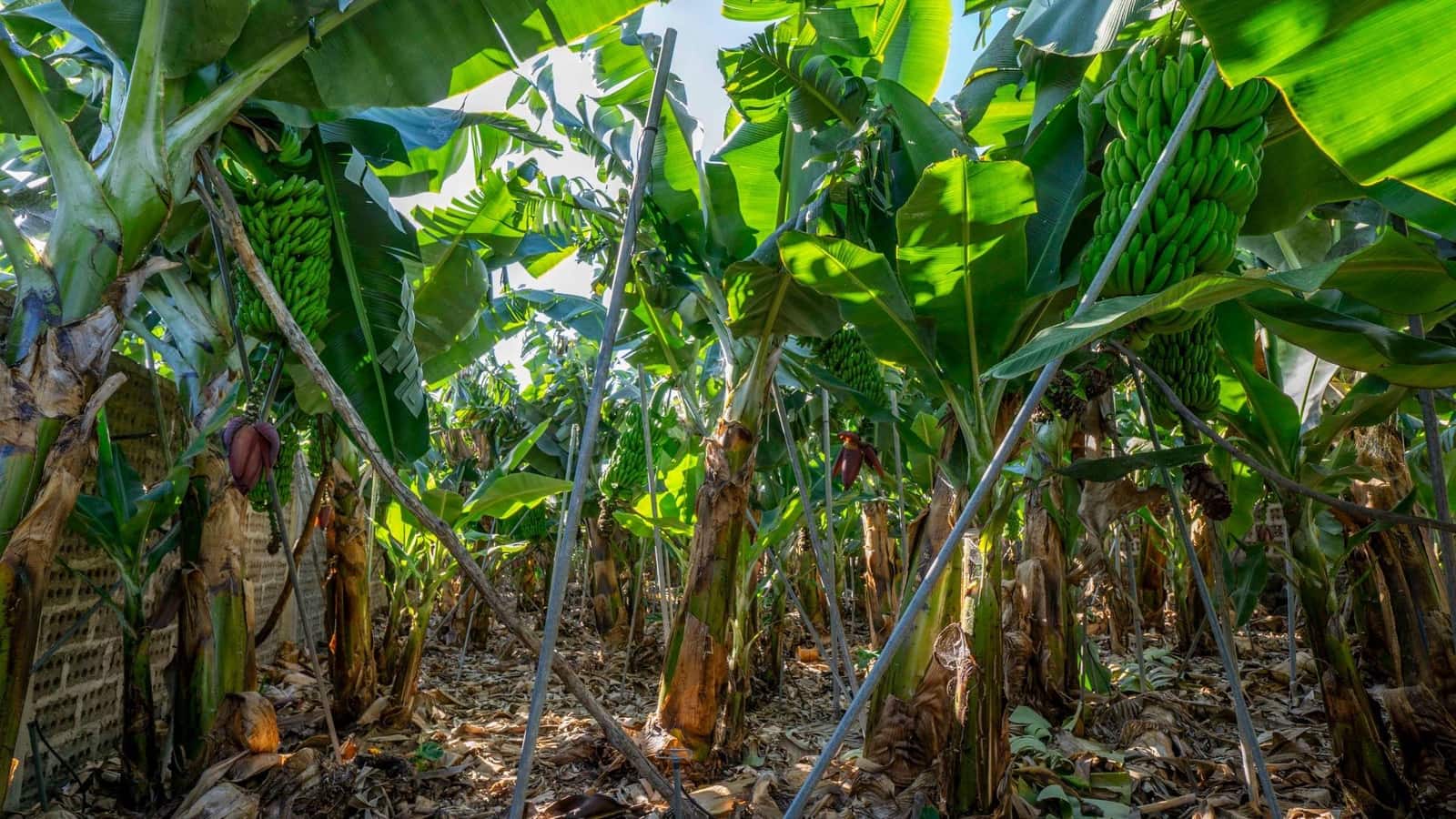 Działka budowlana na sprzedaż w Brena Baja - 999 000 € (Ref: 7900106)