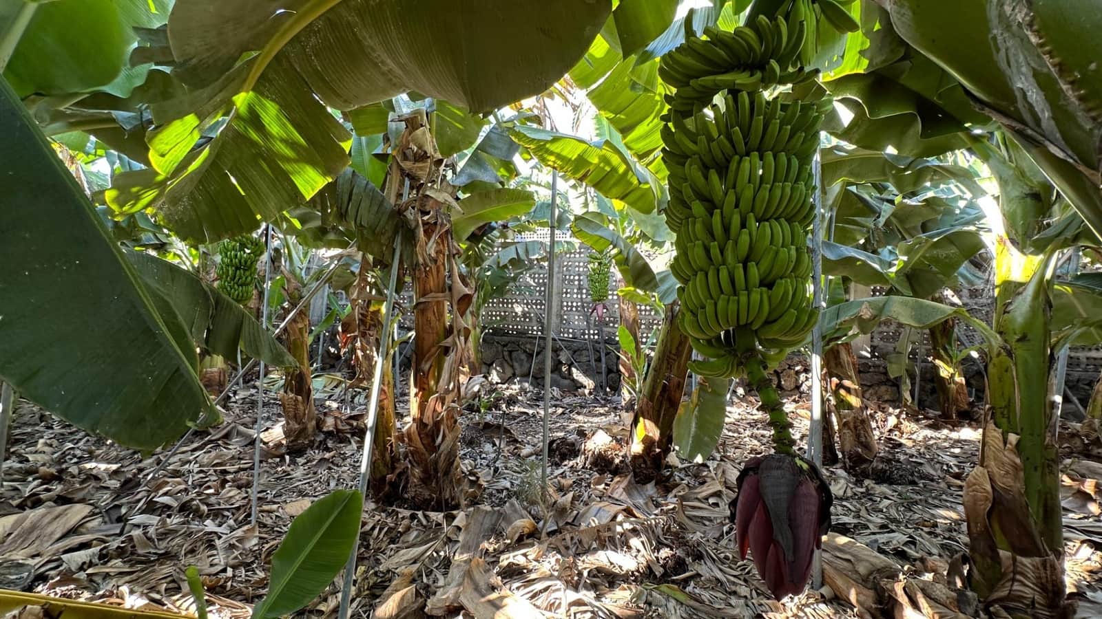 Działka budowlana na sprzedaż w Brena Baja - 999 000 € (Ref: 7900106)