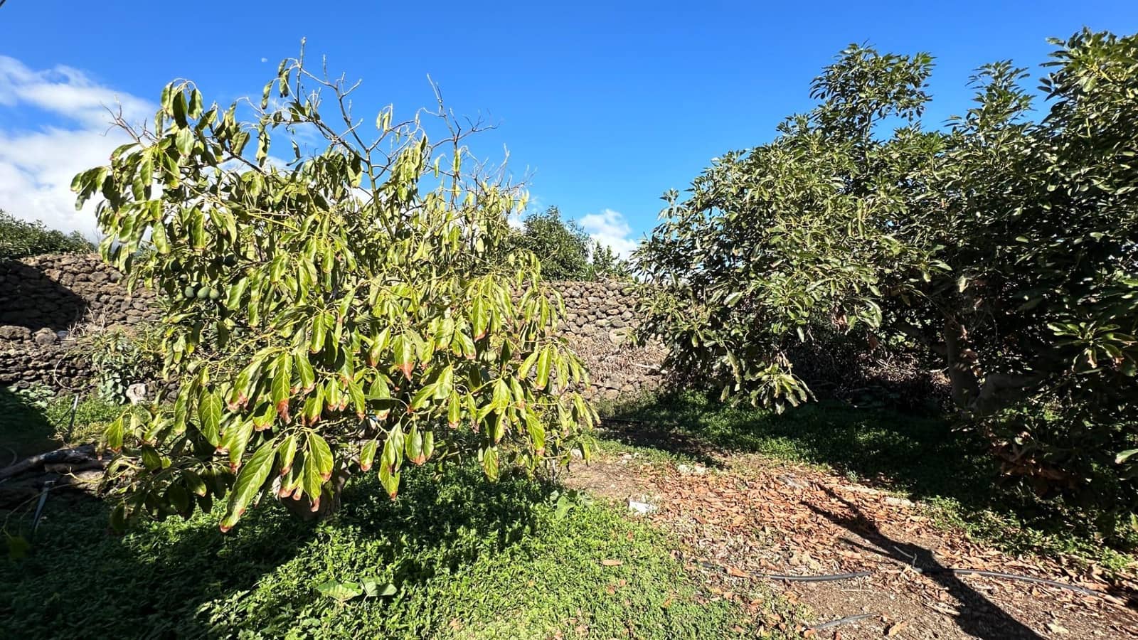 Area Edificabile in vendita in Brena Baja - 999.000 € (Rif: 7900106)