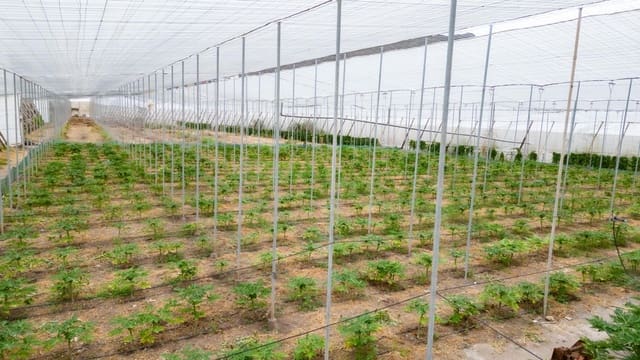 Grond te koop in San Cristóbal de La Laguna - € 990.000 (Ref: 8397027)