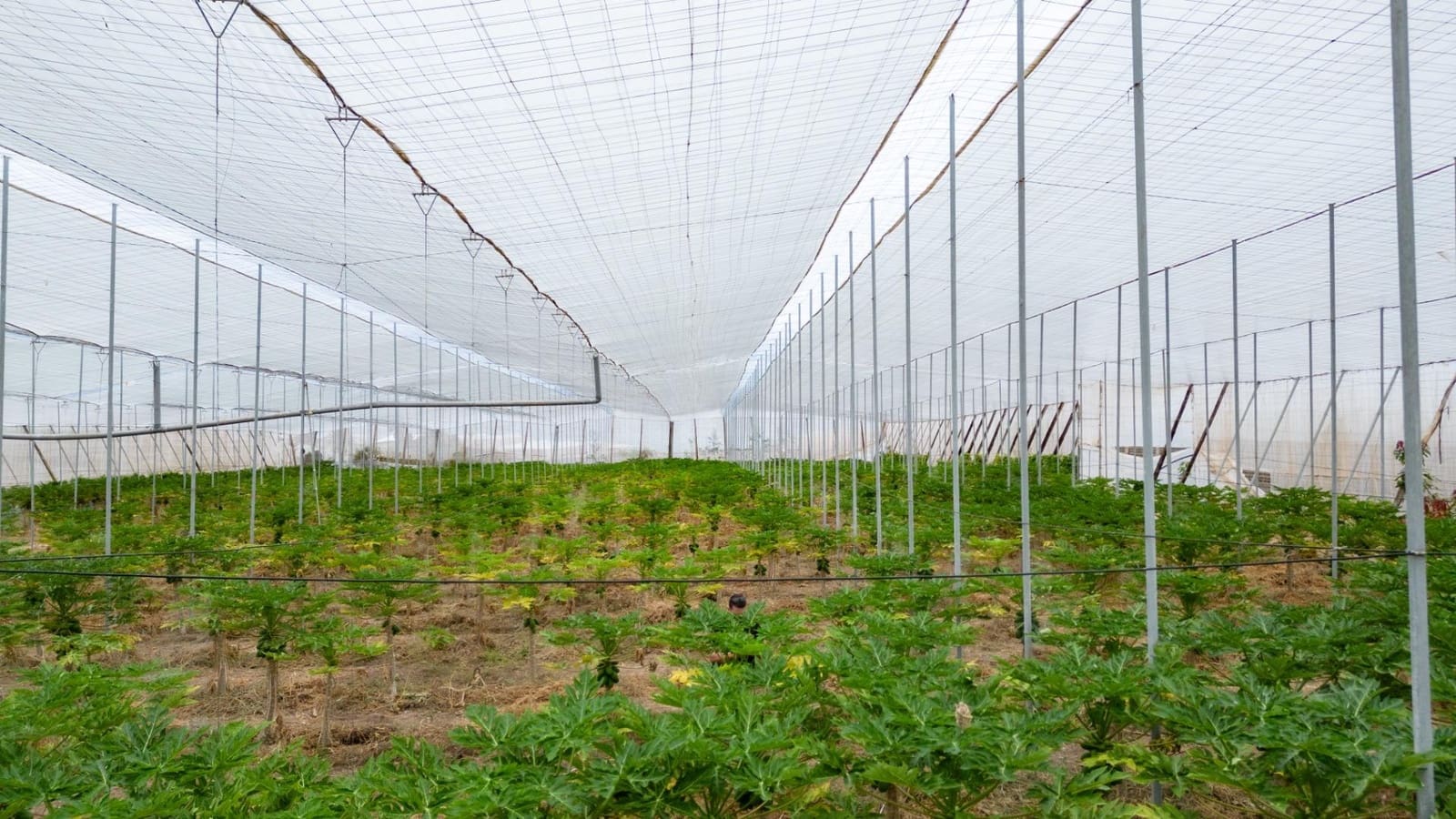 Rakentamaton maa myytävänä paikassa San Cristobal de La Laguna - 990 000 € (Ref: 8397027)