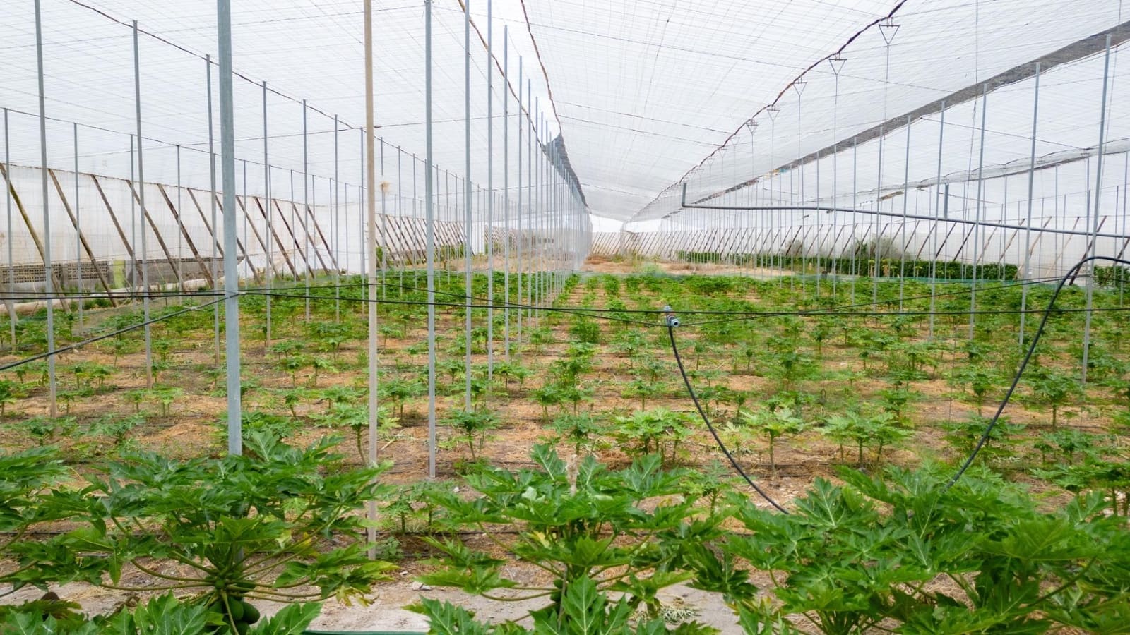 Rakentamaton maa myytävänä paikassa San Cristobal de La Laguna - 990 000 € (Ref: 8397027)