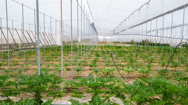 Grond te koop in San Cristóbal de La Laguna - € 990.000 (Ref: 8397027)