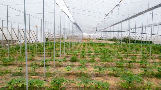 Grond te koop in San Cristóbal de La Laguna - € 990.000 (Ref: 8397027)