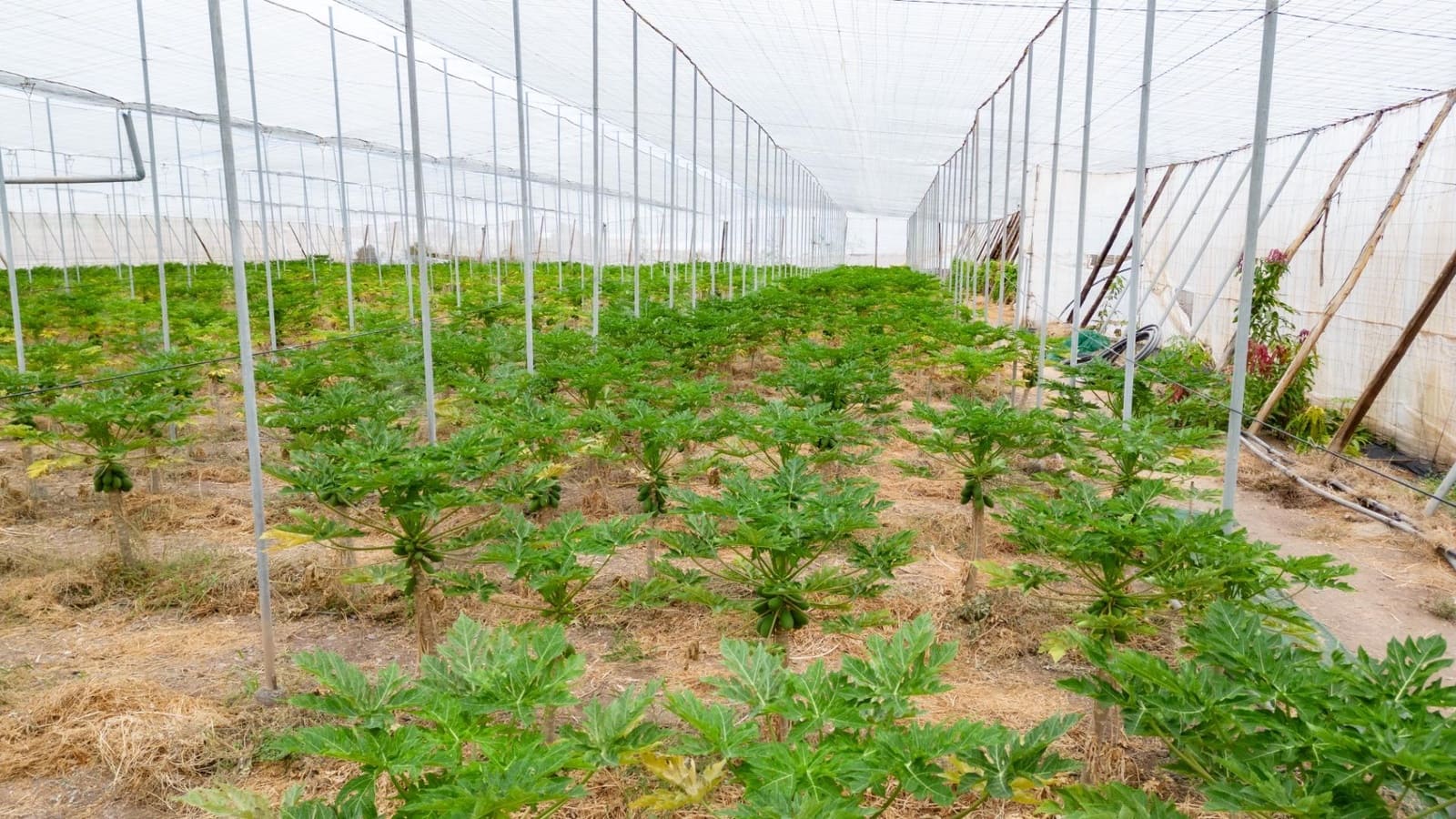 Rakentamaton maa myytävänä paikassa San Cristobal de La Laguna - 990 000 € (Ref: 8397027)