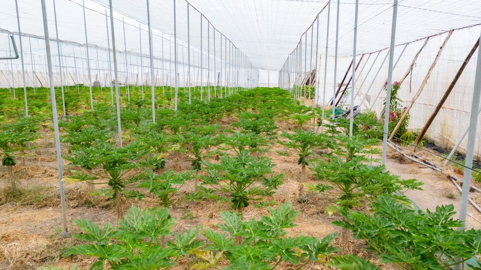 Rakentamaton maa myytävänä paikassa San Cristobal de La Laguna - 990 000 € (Ref: 8397027)