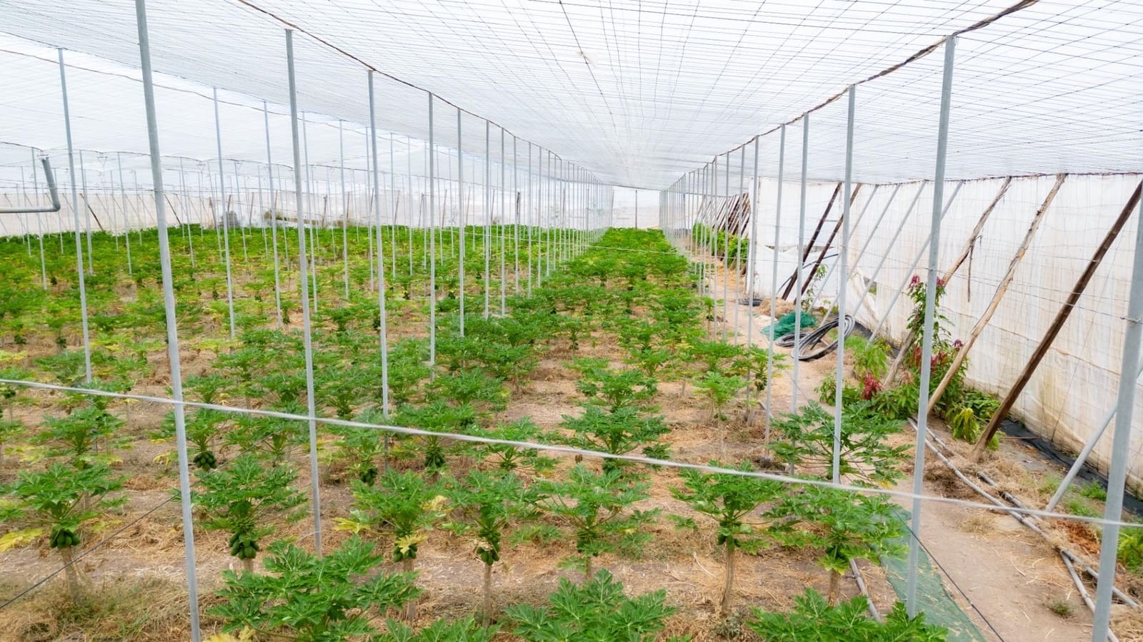 Rakentamaton maa myytävänä paikassa San Cristobal de La Laguna - 990 000 € (Ref: 8397027)