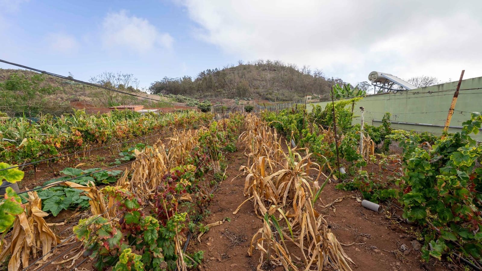 Byggegrund til salg i Tacoronte - € 189.000 (Ref: 8479482)