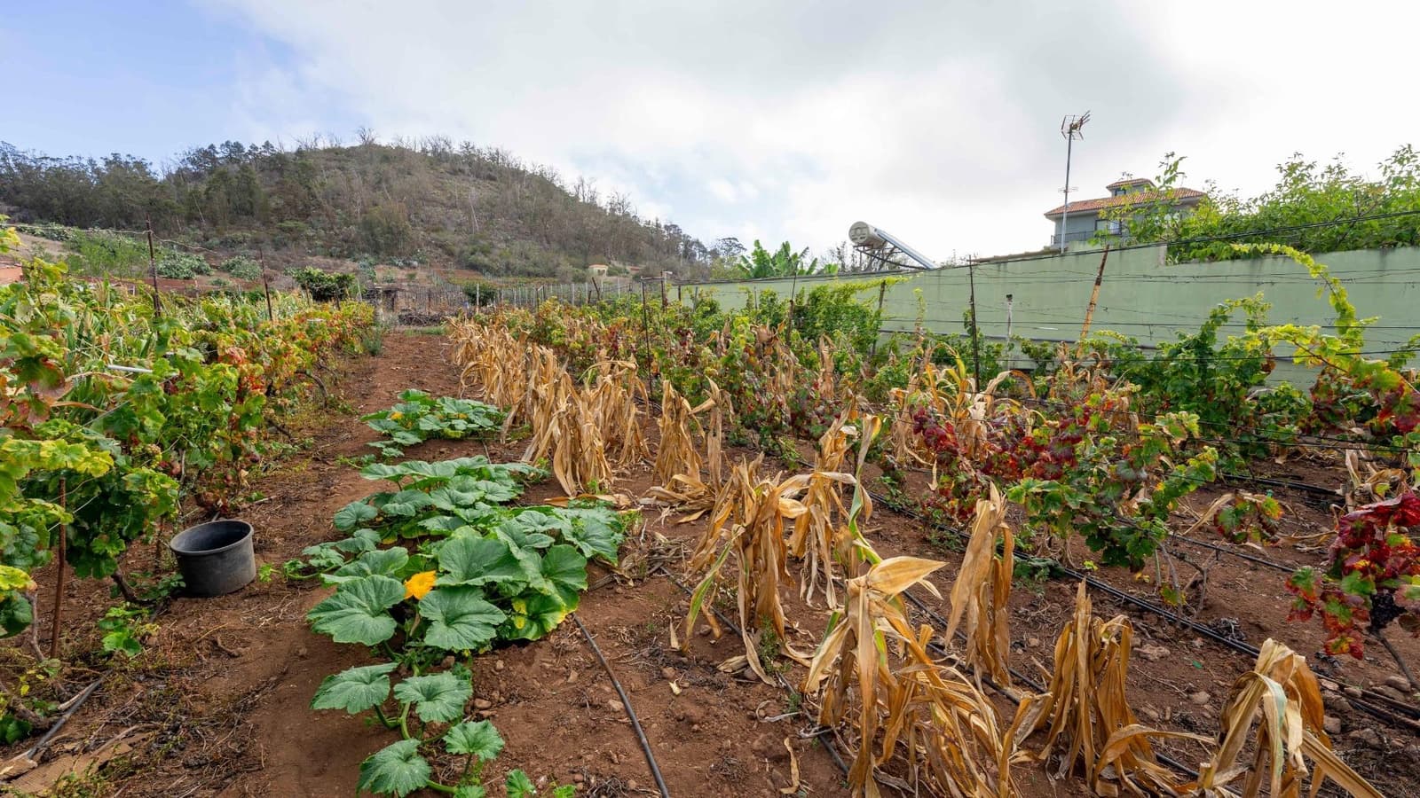 Byggegrund til salg i Tacoronte - € 189.000 (Ref: 8479482)