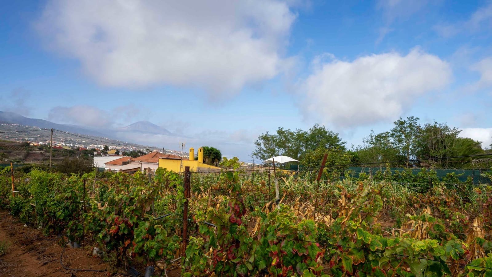 Byggegrund til salg i Tacoronte - € 189.000 (Ref: 8479482)