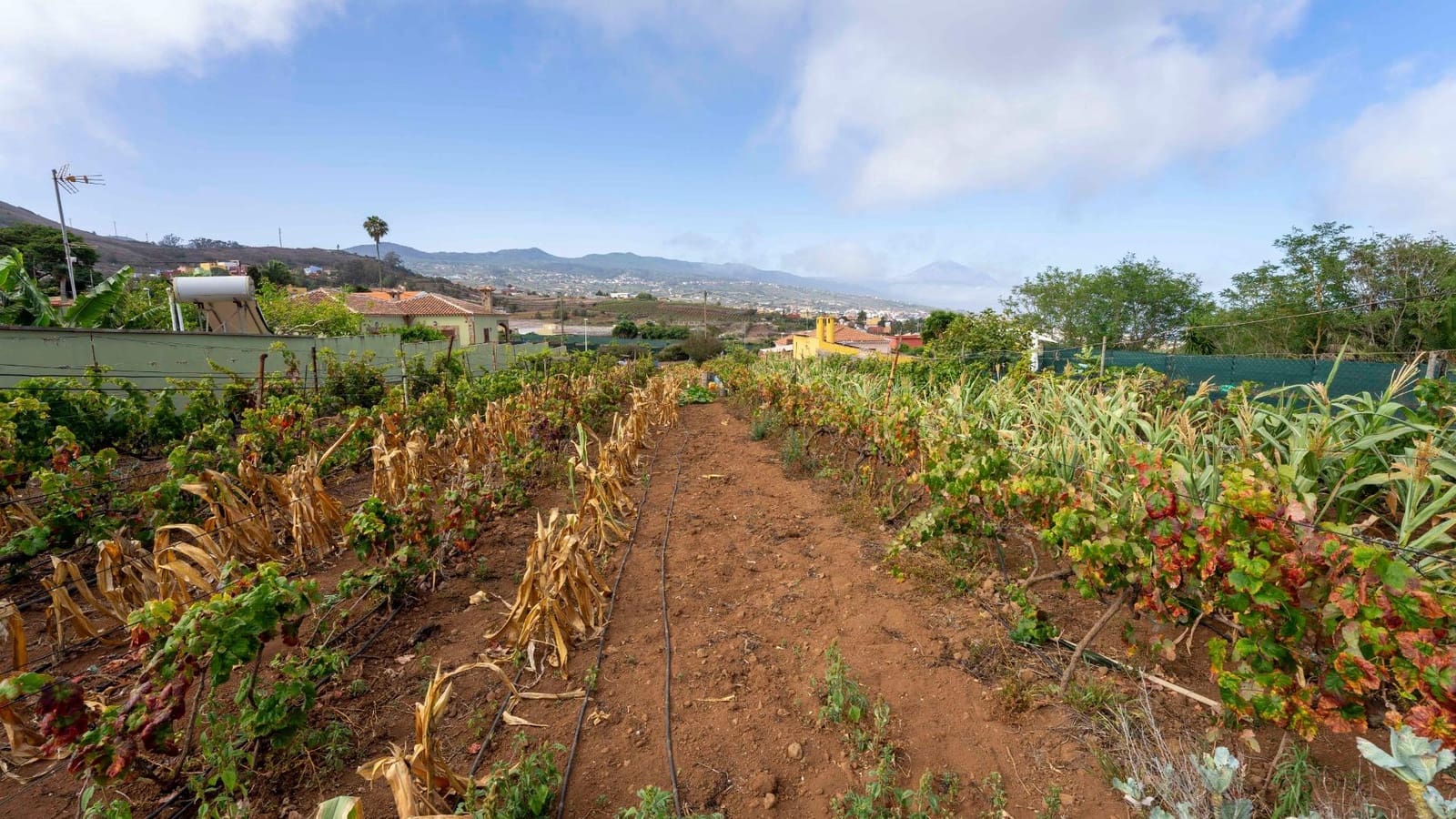 Byggegrund til salg i Tacoronte - € 189.000 (Ref: 8479482)