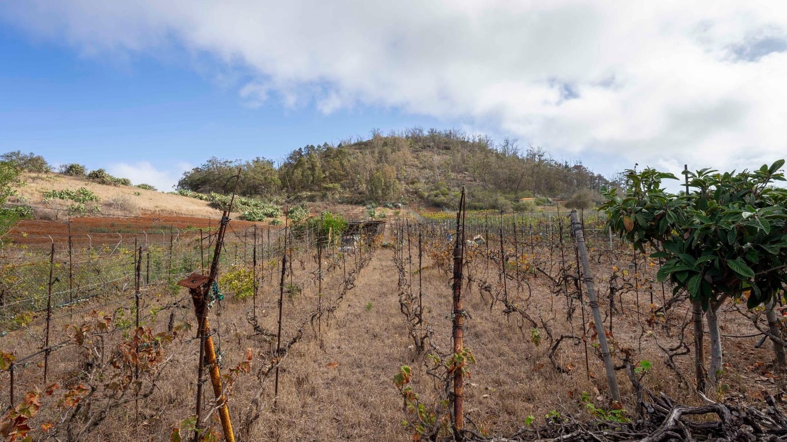 Byggegrund til salg i Tacoronte - € 189.000 (Ref: 8479482)