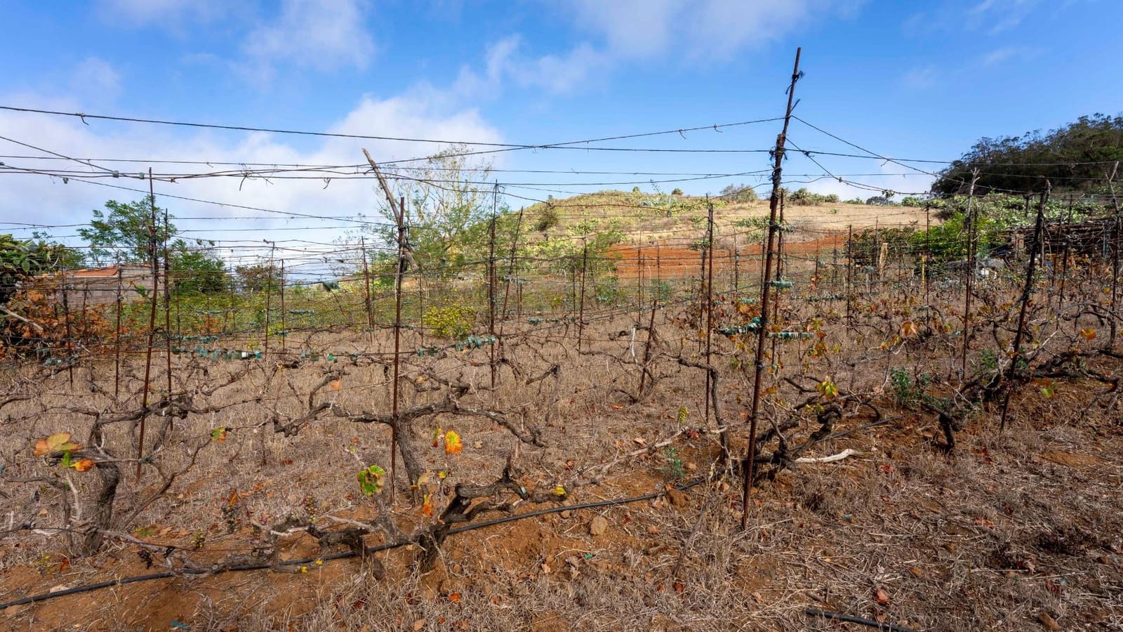 Byggegrund til salg i Tacoronte - € 189.000 (Ref: 8479482)