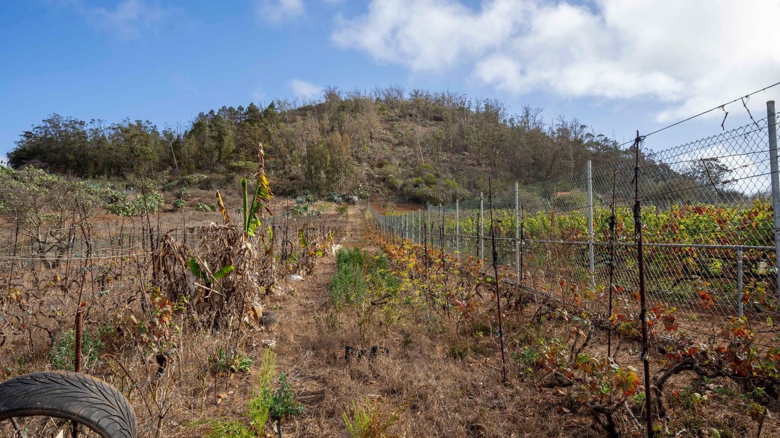 Byggegrund til salg i Tacoronte - € 189.000 (Ref: 8479482)