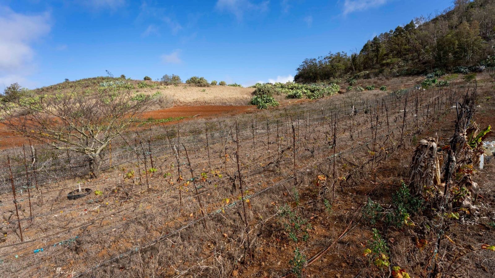 Byggegrund til salg i Tacoronte - € 189.000 (Ref: 8479482)