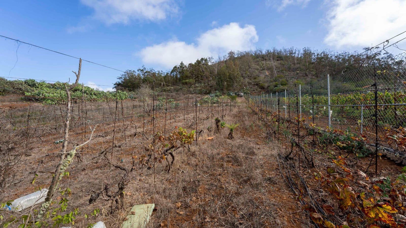 Byggegrund til salg i Tacoronte - € 189.000 (Ref: 8479482)