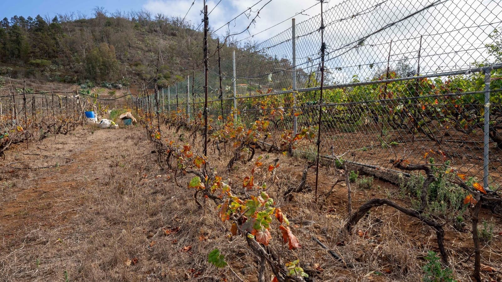 Byggegrund til salg i Tacoronte - € 189.000 (Ref: 8479482)