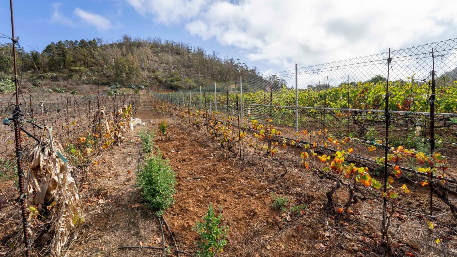 Byggegrund til salg i Tacoronte - € 189.000 (Ref: 8479482)