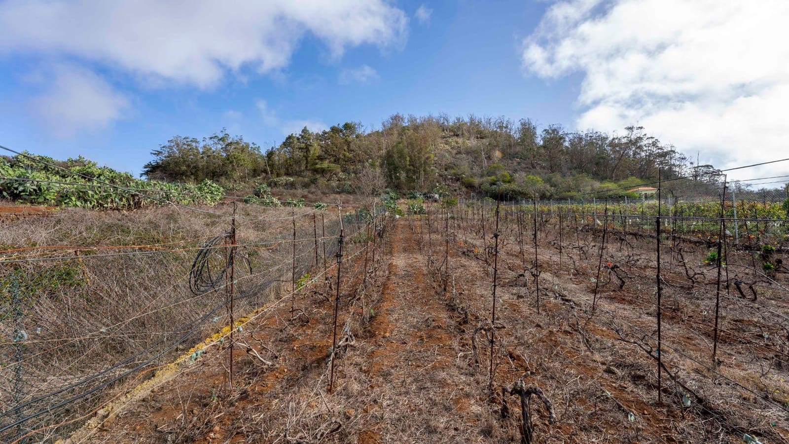 Byggegrund til salg i Tacoronte - € 189.000 (Ref: 8479482)