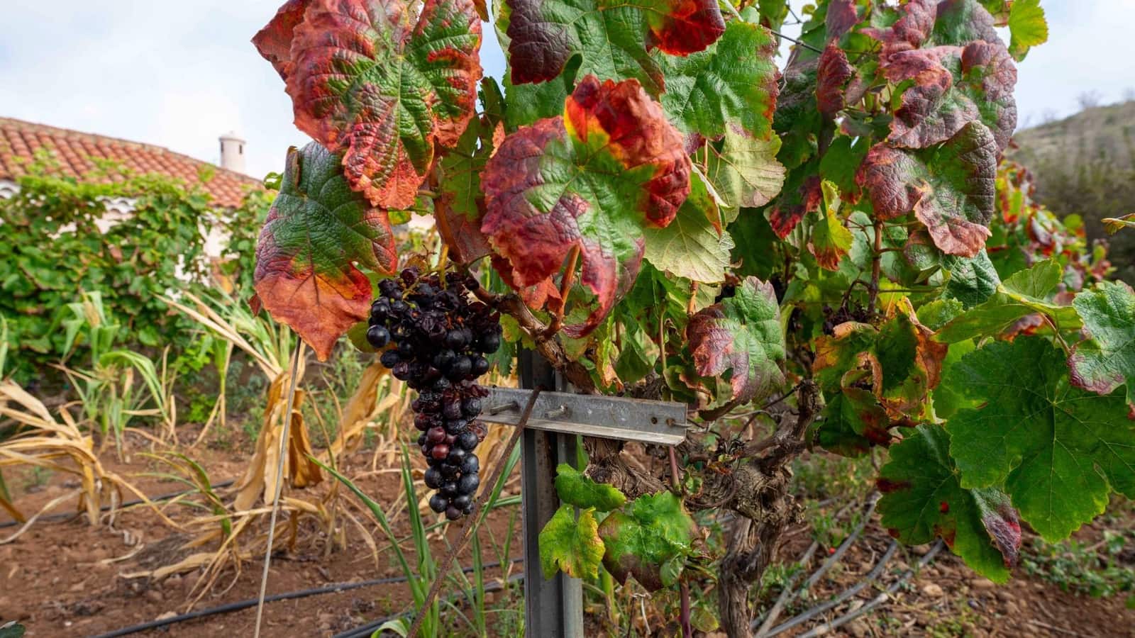 Byggegrund til salg i Tacoronte - € 189.000 (Ref: 8479482)