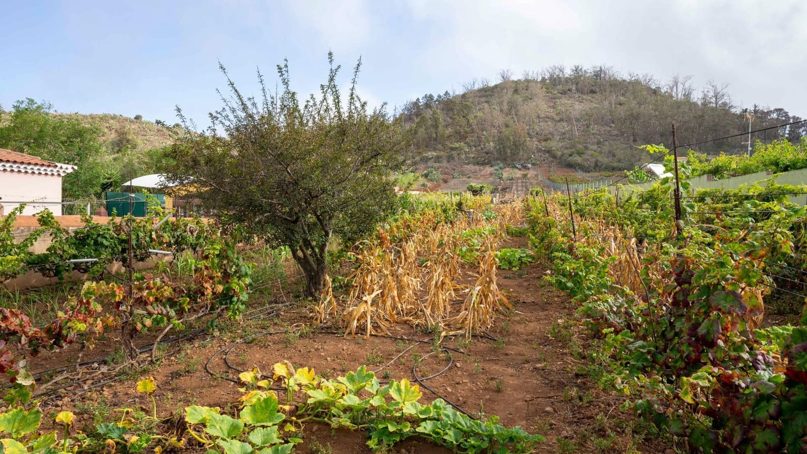 Byggegrund til salg i Tacoronte - € 189.000 (Ref: 8479482)