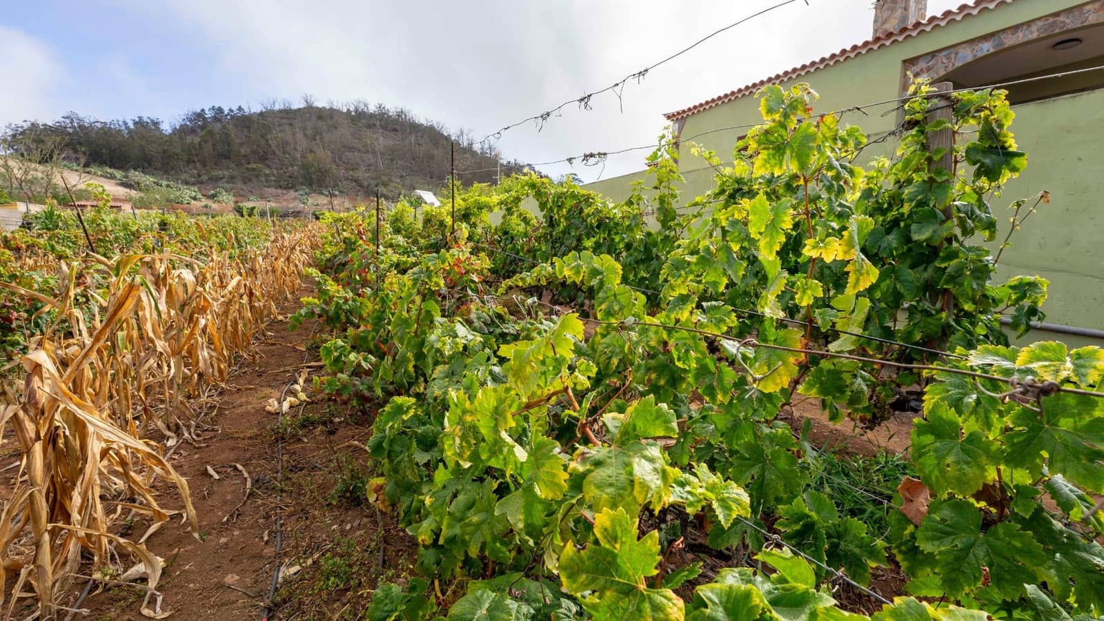 Byggegrund til salg i Tacoronte - € 189.000 (Ref: 8479482)