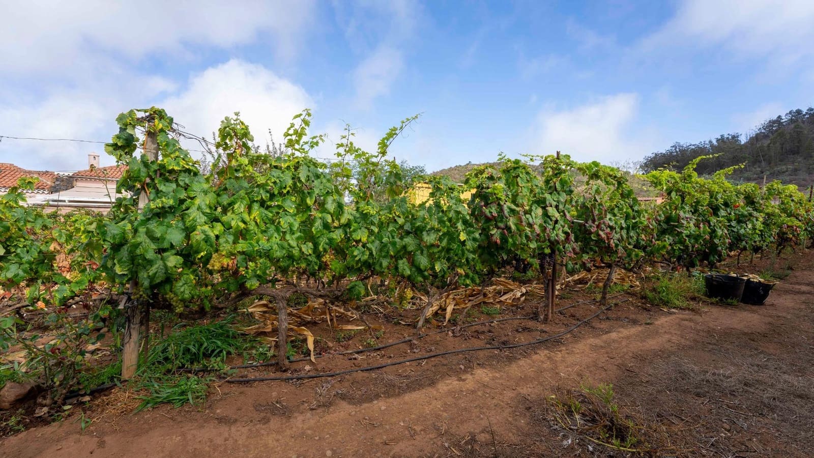 Byggegrund til salg i Tacoronte - € 189.000 (Ref: 8479482)