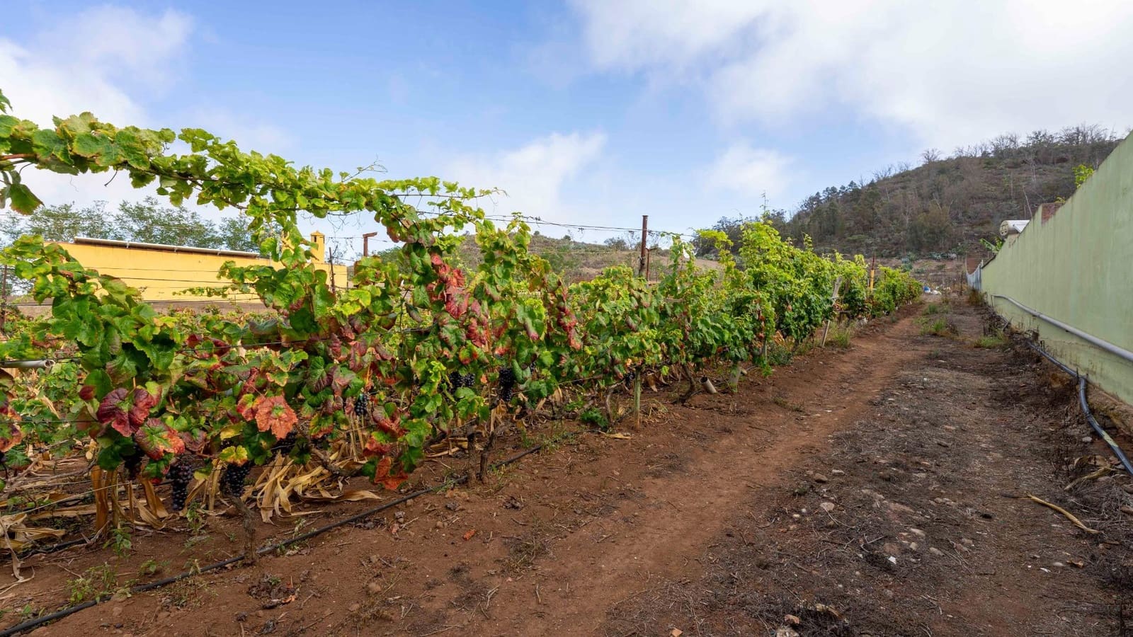 Byggegrund til salg i Tacoronte - € 189.000 (Ref: 8479482)