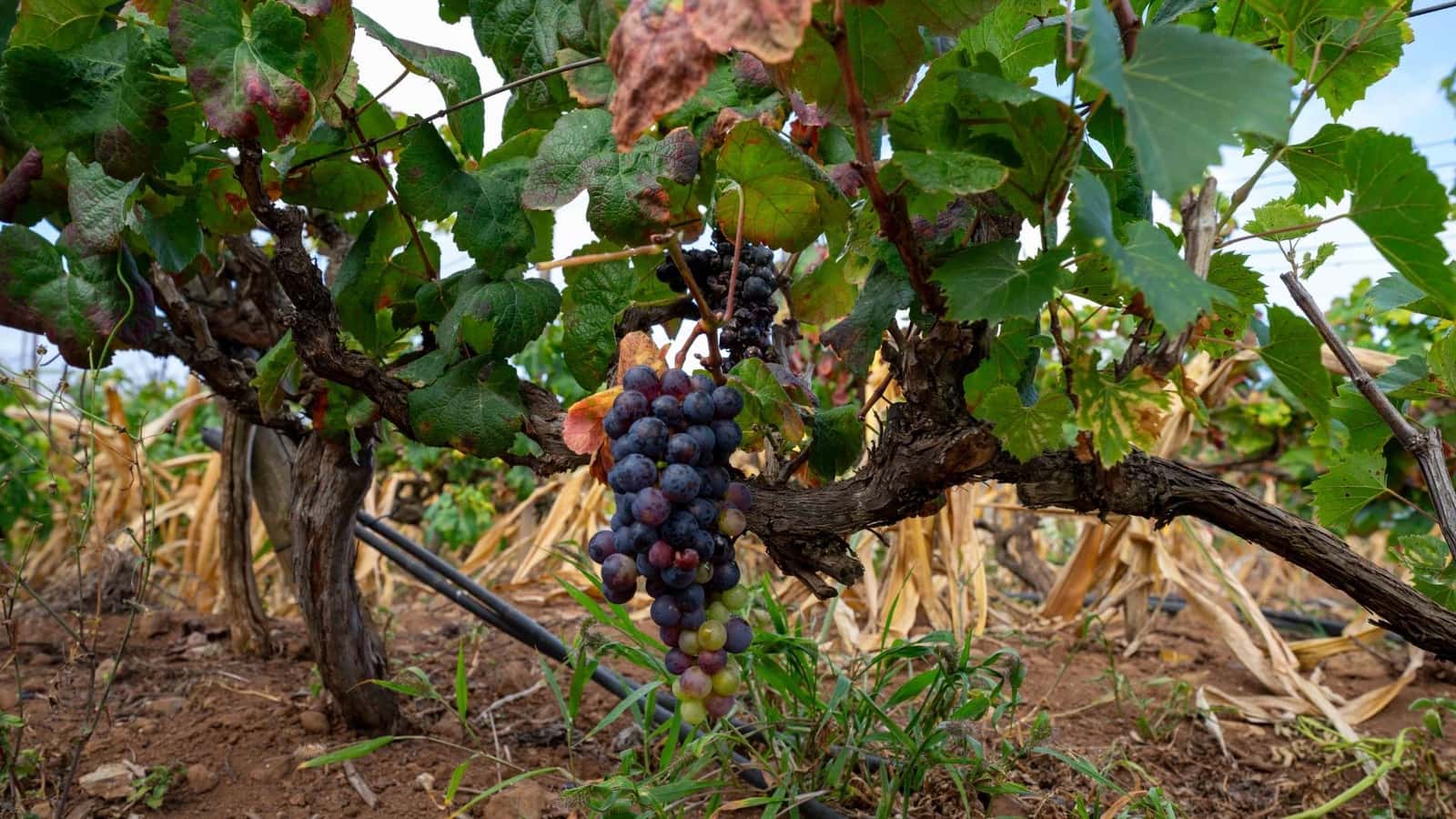 Byggegrund til salg i Tacoronte - € 189.000 (Ref: 8479482)