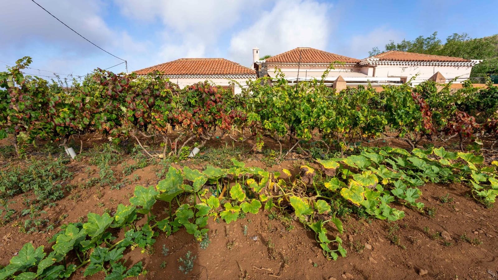 Byggegrund til salg i Tacoronte - € 189.000 (Ref: 8479482)