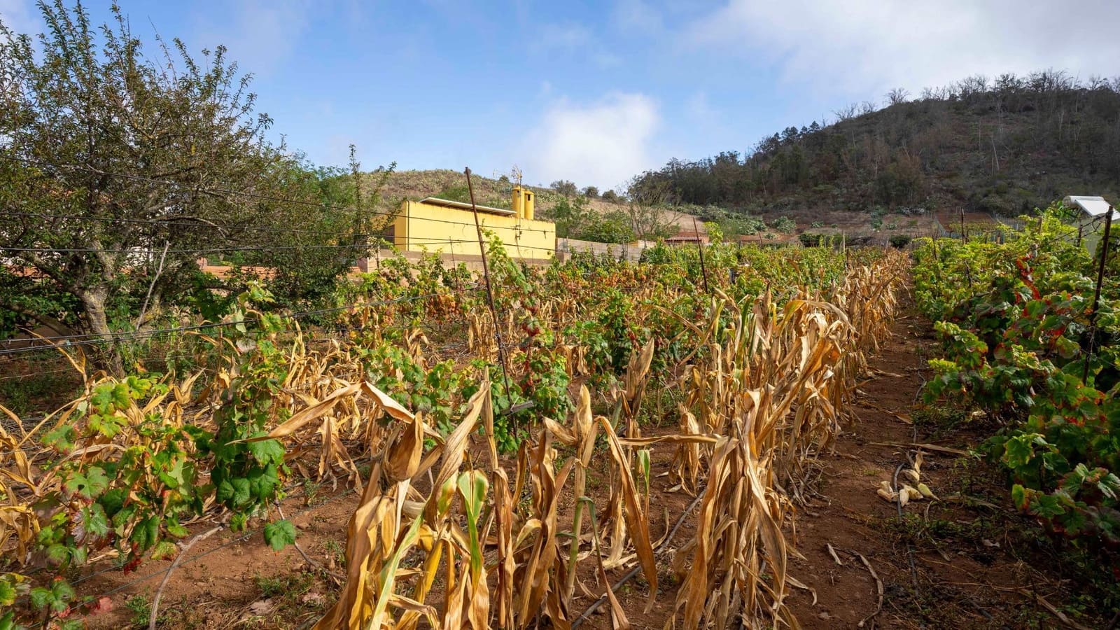 Byggegrund til salg i Tacoronte - € 189.000 (Ref: 8479482)