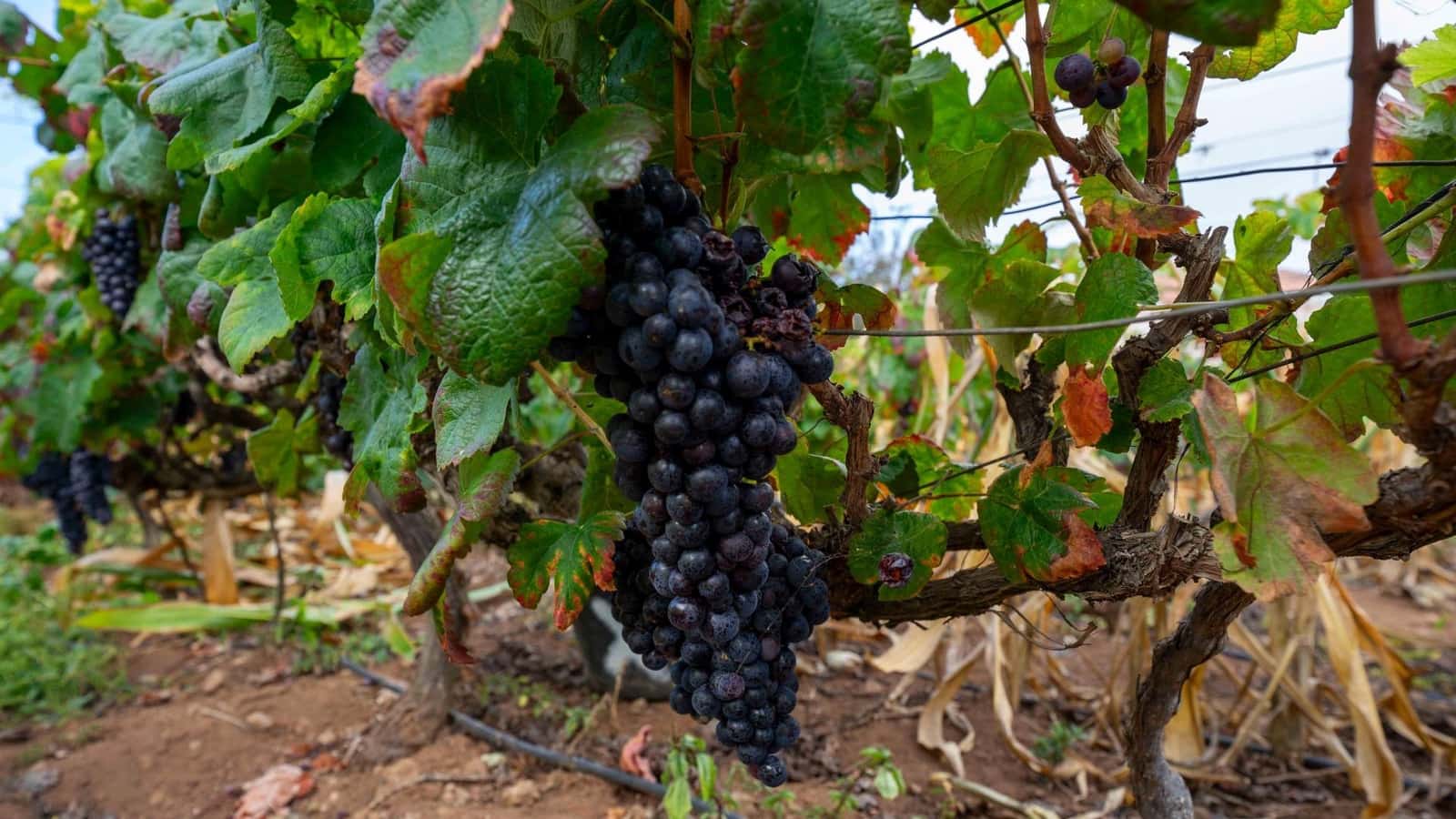 Byggegrund til salg i Tacoronte - € 189.000 (Ref: 8479482)