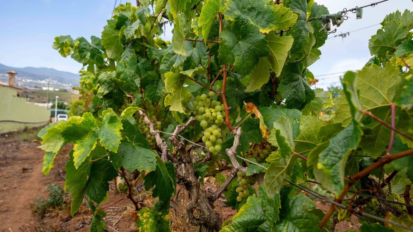 Byggegrund til salg i Tacoronte - € 189.000 (Ref: 8479482)