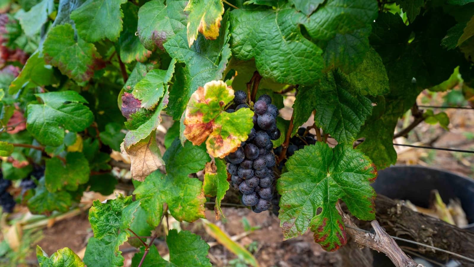 Byggegrund til salg i Tacoronte - € 189.000 (Ref: 8479482)