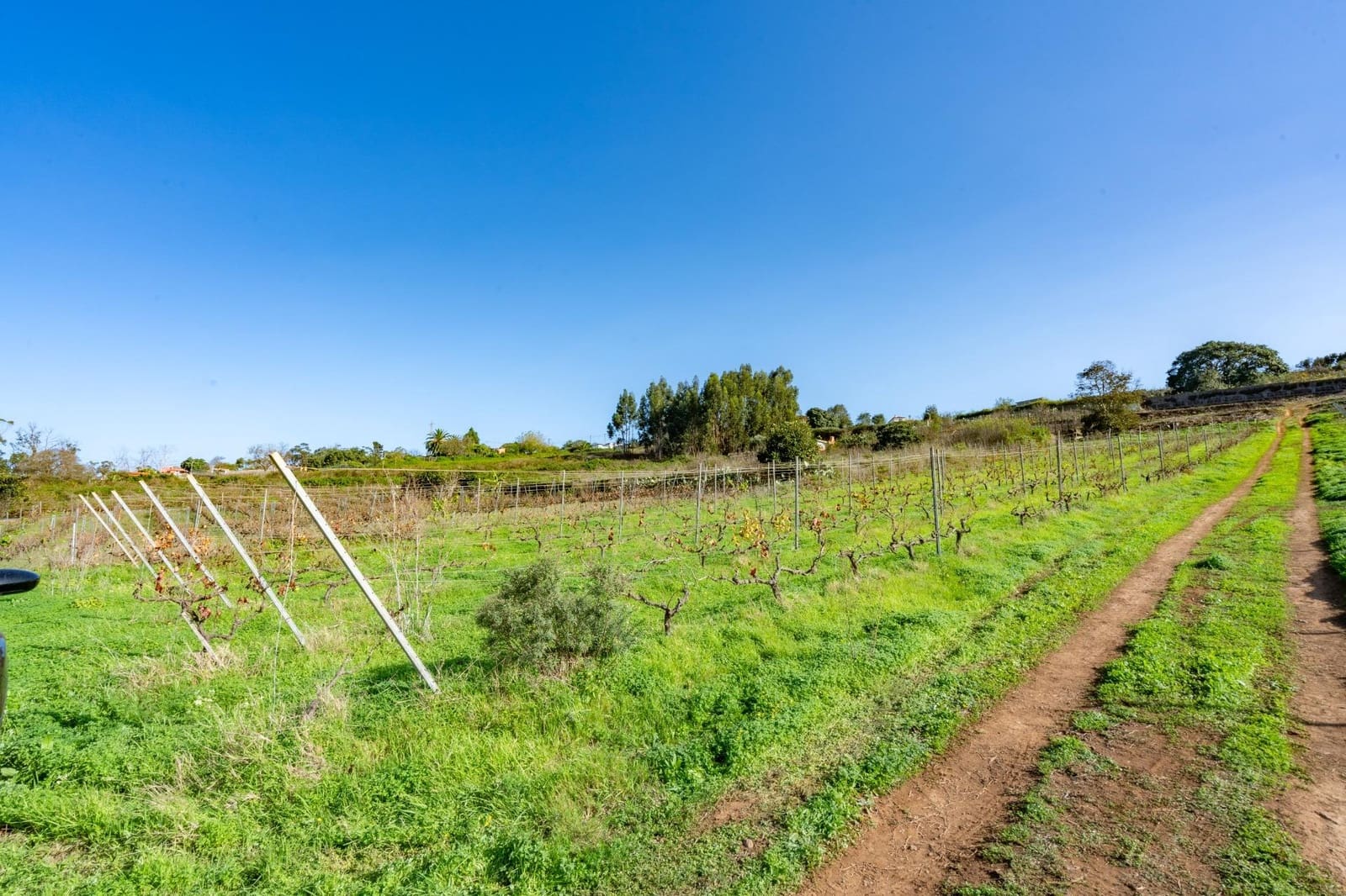 Grunde uden byggetilladelser til salg i Tacoronte - € 83.759 (Ref: 8662500)