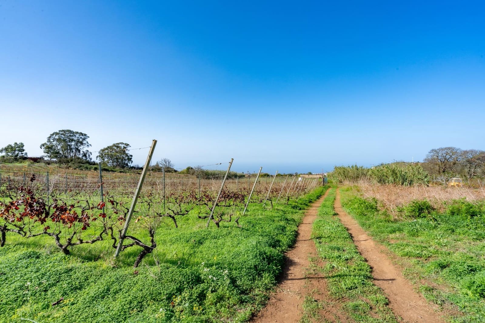 Grond te koop in Tacoronte - € 83.759 (Ref: 8662500)