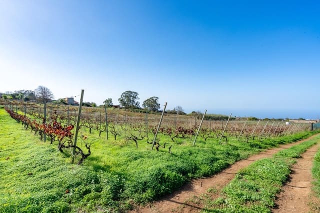 Mark till salu i Tacoronte - 38 896 € (Ref: 8662502)