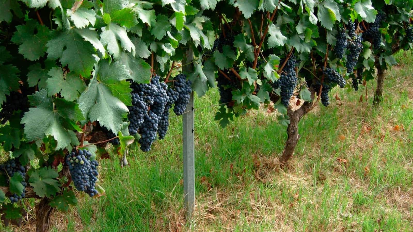 Grunde uden byggetilladelser til salg i Tacoronte - € 38.896 (Ref: 8662502)