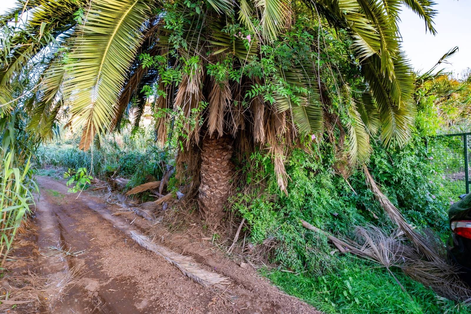 Byggegrund til salg i Tacoronte - € 129.000 (Ref: 8686223)