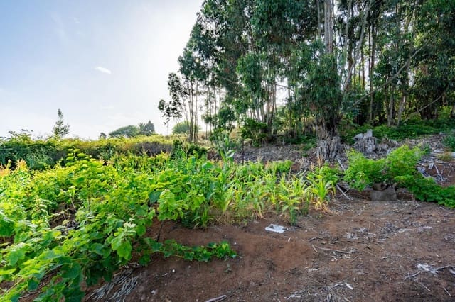 Mark till salu i Tacoronte - 28 000 € (Ref: 9104725)