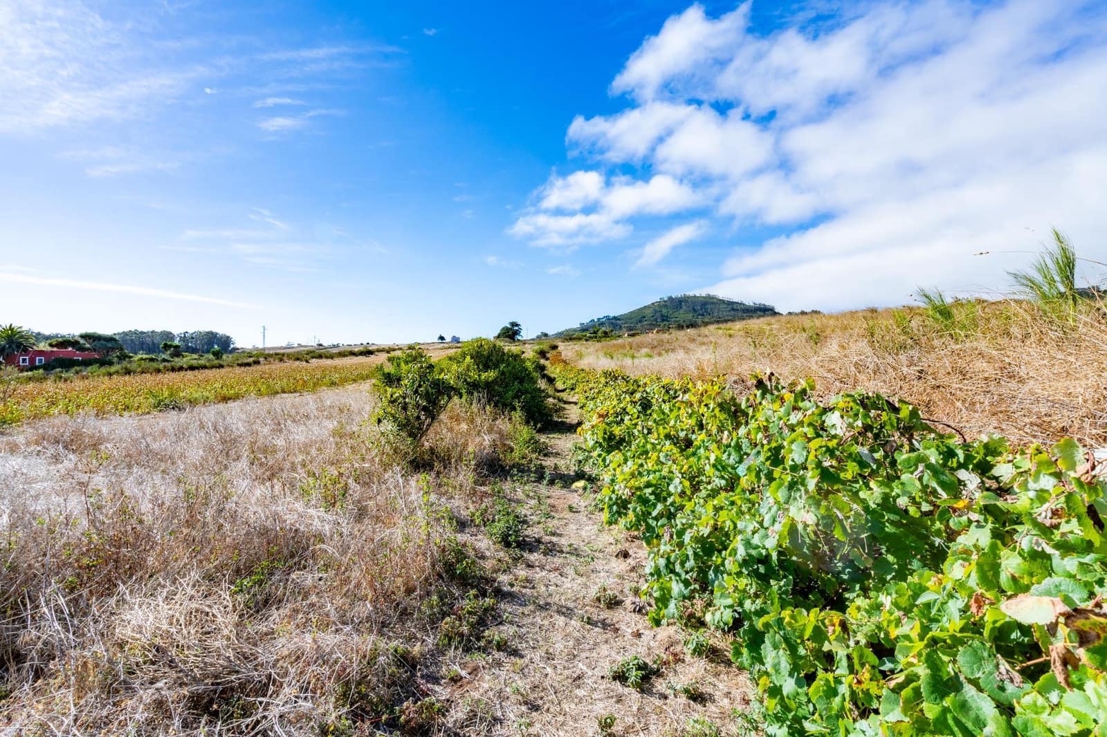 Undeveloped Land for sale in San Cristobal de La Laguna - € 99,000 (Ref: 9301092)